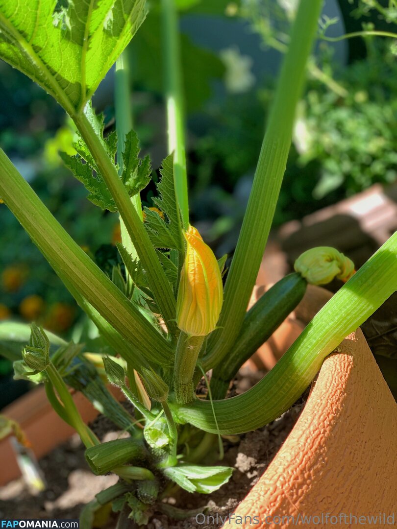 wolfofthewild / wolfofthewildd Naakt OnlyFans  Gelekte foto #14